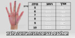 ⁦כפפות שוער אדידס⁩ – תמונה ⁦2⁩